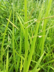 Poaceae