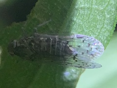 Cixiinae