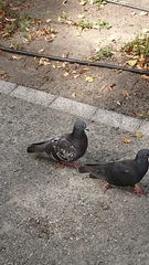 Columba livia domestica