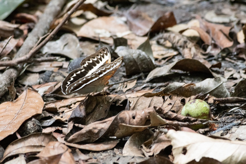 Cymothoe lucasii