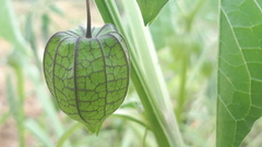 Physalis minima