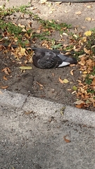Columba livia domestica