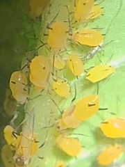 Aphis