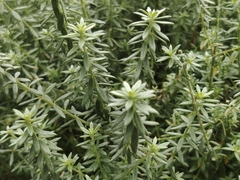 Westringia fruticosa