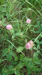 Trifolium pratense