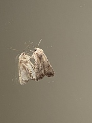 Caradrina
