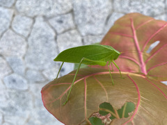 Tettigonioidea