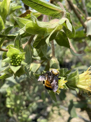 Bombus sonorus