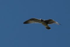 Larus californicus