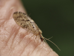 Hemerobius