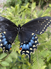 Papilio polyxenes asterius