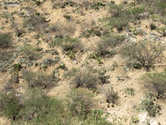 Echinocactus platyacanthus