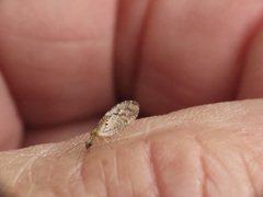 Hemerobius
