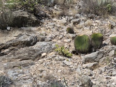 Echinocactus platyacanthus