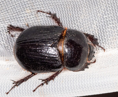 Xyloryctes jamaicensis