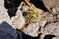 Vespula alascensis