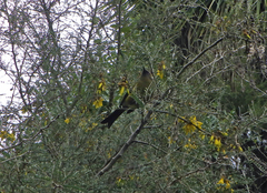 Anthornis melanura melanura