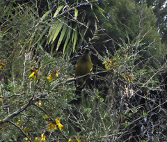 Anthornis melanura melanura