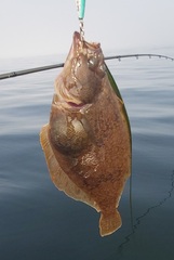 Citharichthys sordidus