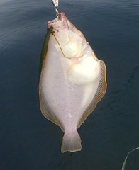 Citharichthys sordidus