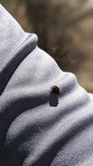 Lepyronia quadrangularis