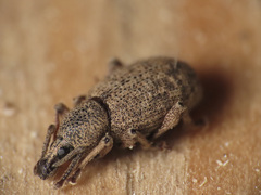 Otiorhynchus singularis