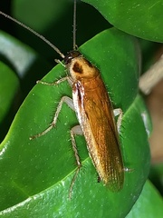 Ischnoptera bilunata
