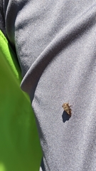 Lepyronia quadrangularis