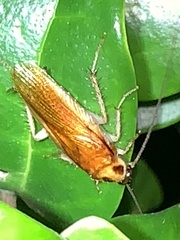 Ischnoptera bilunata