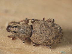 Otiorhynchus singularis