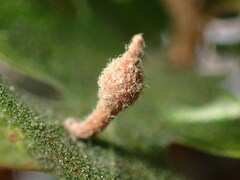 Atrusca clavuloides