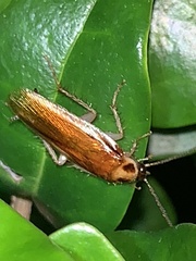 Ischnoptera bilunata