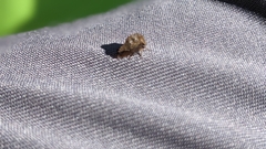 Lepyronia quadrangularis