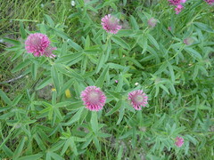 Trifolium alpestre