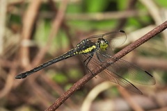 Agrionoptera longitudinalis biserialis