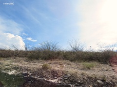 Fouquieria splendens