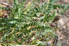 Astragalus inopinatus