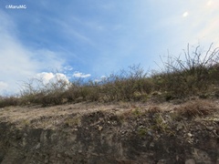 Fouquieria splendens