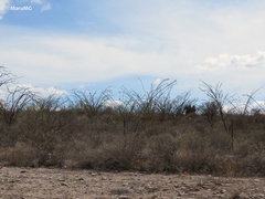 Fouquieria splendens