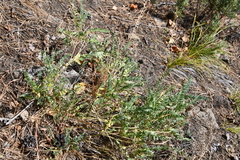 Astragalus inopinatus