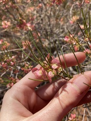 Dodonaea rigida