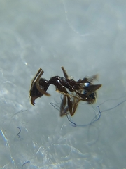 Pheidole wroughtonii