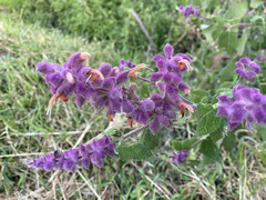 Salvia lasiantha