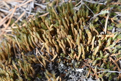Selaginella rupestris