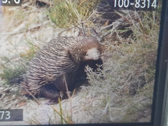 Tachyglossus aculeatus