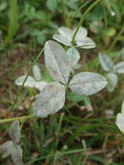 Erysiphe trifoliorum