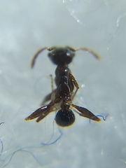 Pheidole wroughtonii