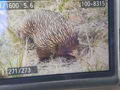 Tachyglossus aculeatus