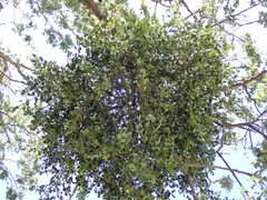 Phoradendron villosum