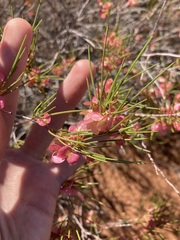 Dodonaea rigida